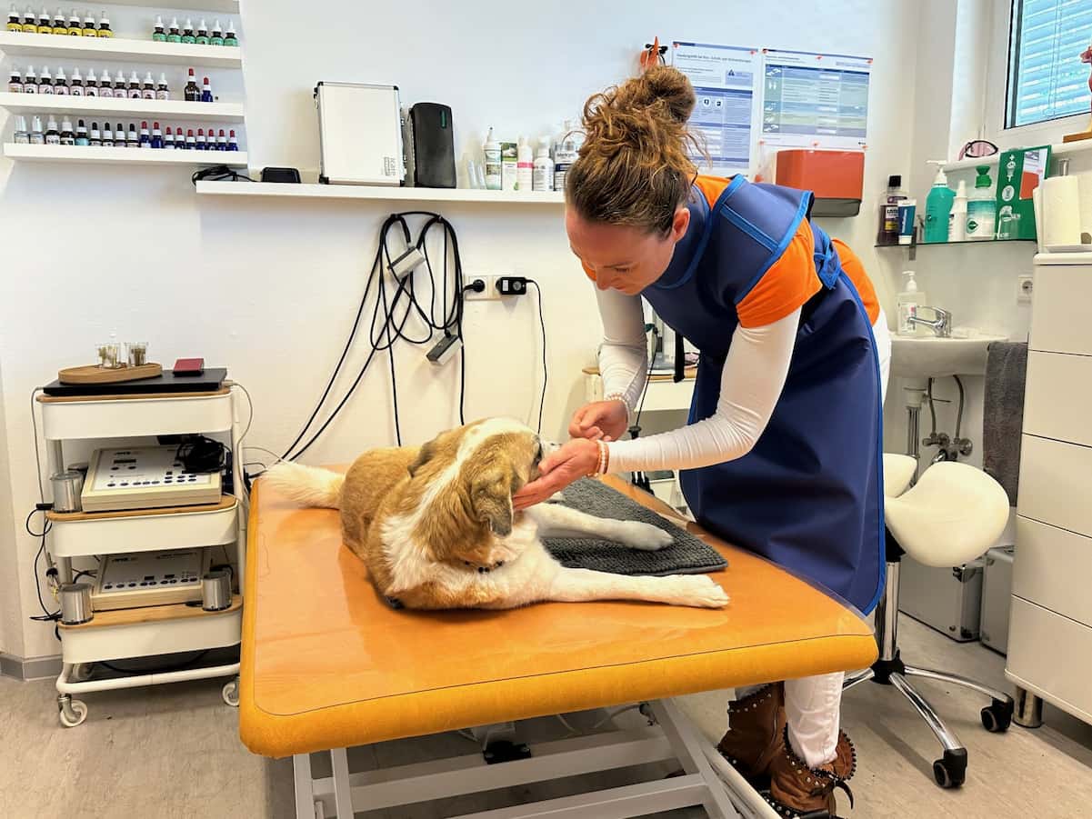 Gründliche Untersuchung Hund